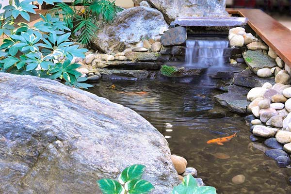 Apple Tree indoor pond