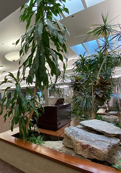 Apple Tree lobby greenery